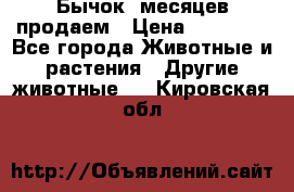 Бычок 6месяцев продаем › Цена ­ 20 000 - Все города Животные и растения » Другие животные   . Кировская обл.